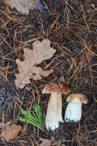 An edible porcini mushroom growing in a forest and hidden under oak leaves and in pine needles. Top view. Selective focus, close up photo
