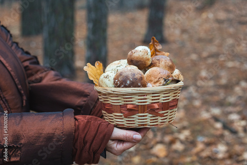 A woman holds a basket of edible porcini mushrooms on the background of the forest, seasonal mushroom picking