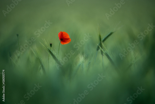 Single poppy flower © alexugalek