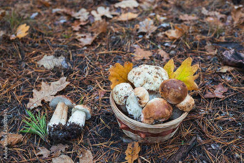 Basket of mushrooms in autumn forest. Selective focus.