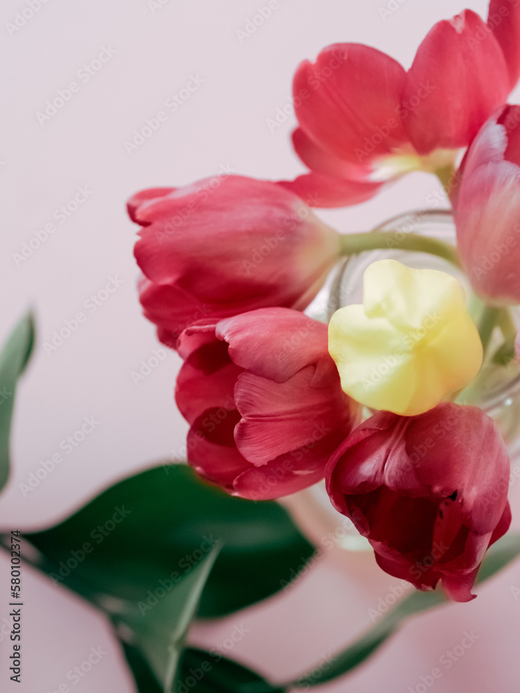 Bouquet of pink and yellow tulips in a jar on a pink background Bouquet of pink and yellow tulips in a jar on a pink background