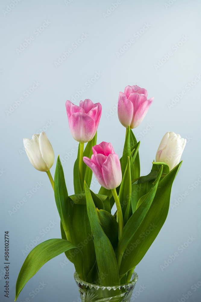 Bouquet of delicate tulips on a light background background. Bouquet of delicate tulips on a light background background.