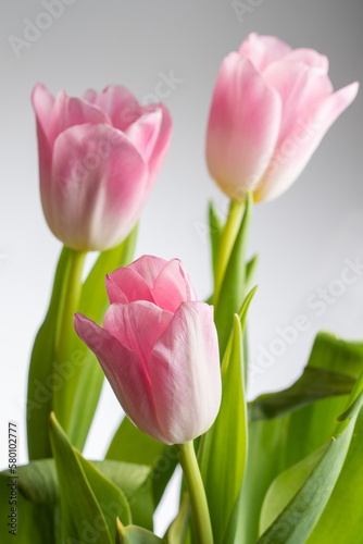 Bouquet of delicate tulips on a light background background. © iytokar