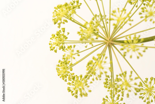 Yellow umbel flower with seeds  on white background. 