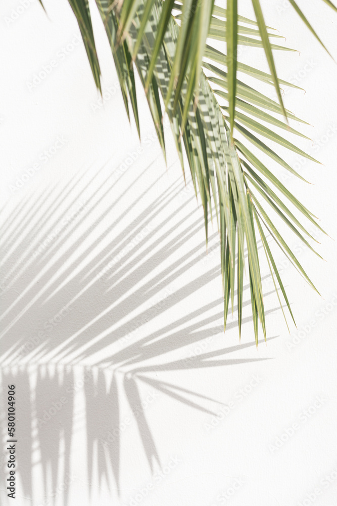 Fototapeta premium Palm leaf and shadow on a white wall. 