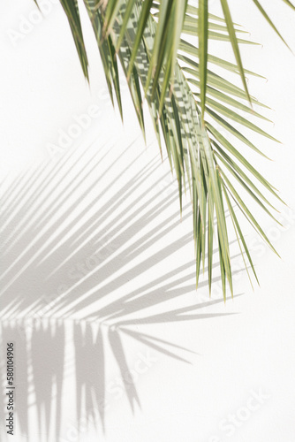 Palm leaf and shadow on a white wall. 