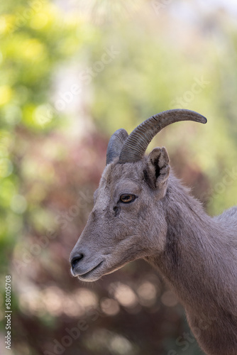 Close-up view of a desert bighorn sheep