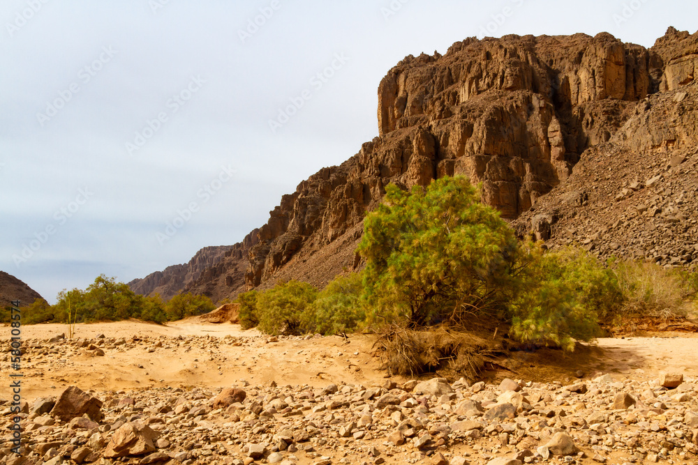 Aharahar canyon covered in tamarisk trees. Tadrart mountains. Illizi Province, Djanet, Algeria, Africa