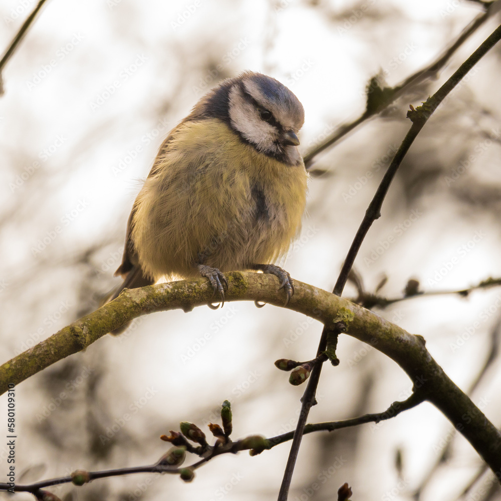 Obraz premium Blue Tit - Cyanistes caeruleus
