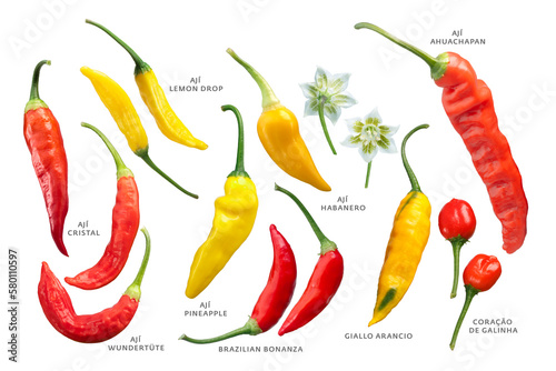 Aji chile peppers (Capsicum baccatum) collection isolated png photo