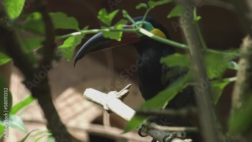 Guiana Toucanet standing on a tree branch or Guyana toucanet. Selenidera piperivora. Family Ramphastidae. photo