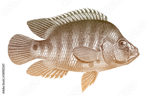 Mayan cichlid mayaheros urophthalmus, food fish from Central America