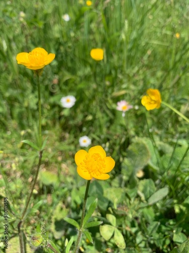 yellow flowers in the garden