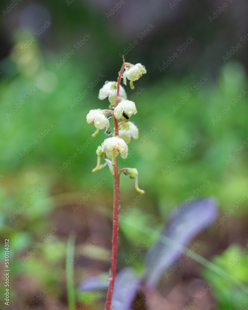 Pyrola rotundifolia - Round-leaved Wintergreen after a heavy rainshower. Pyrola rotundifolia - Round-leaved Wintergreen after a heavy rainshower.