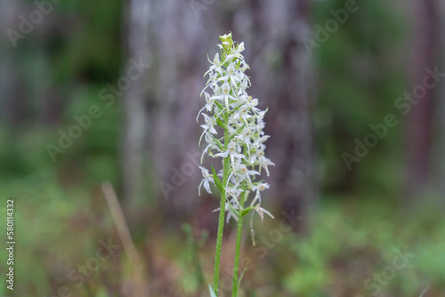 Lesser butterfly orchid flowers after a heavy rainshower