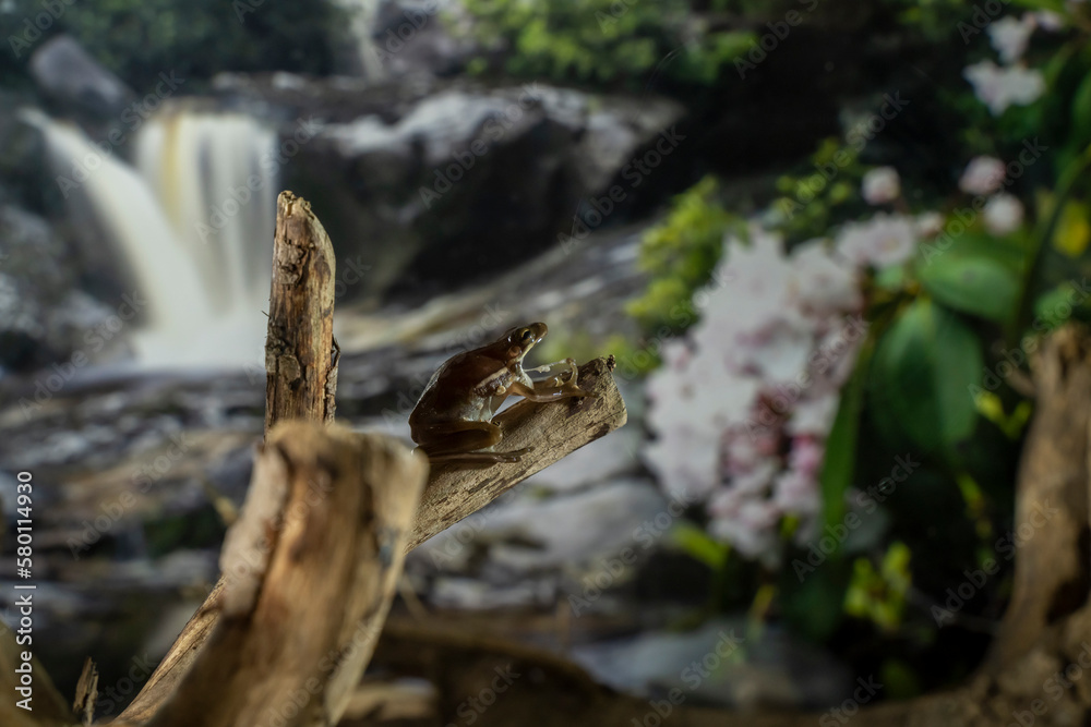 A tree frog is any species of frog that spends a major portion of its lifespan in trees, known as an arboreal state.