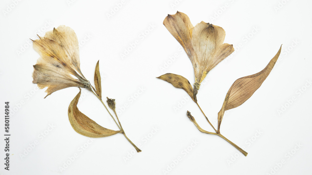 Dried and pressed flowers and leaves of Alstroemeria, commonly called the Peruvian lily or lily of the Incas, isolated on white background. For use in scrapbooking, floristry or herbarium..