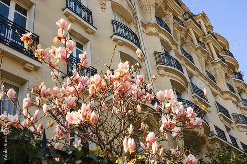 Spring in Paris, France. Blossoming Magnolia tree and typical Parisian building.