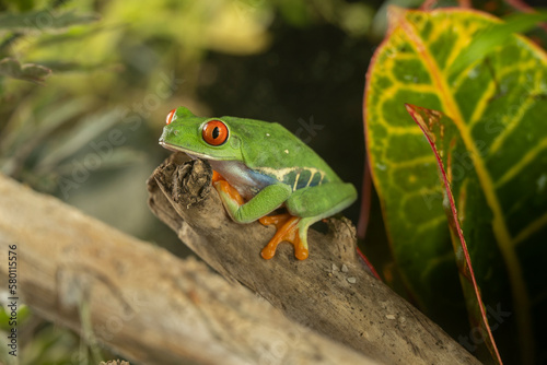 A tree frog is any species of frog that spends a major portion of its lifespan in trees