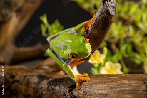   The red-eyed tree frog is an adept climber. They’re able to scale trees and cling to leaves using suction-pad-like toes.  photo