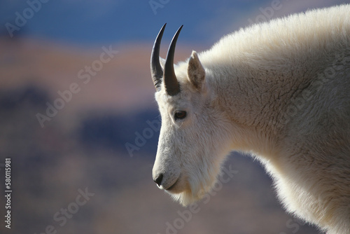 Closeup of a mountain goat in the Mount Evans Wilderness of Colorado