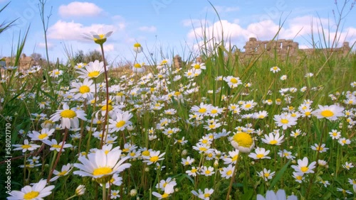 Wild daisy flowers growing on meadow, white chamomiles on blue cloudy sky background. Oxeye daisy, Leucanthemum vulgare, Daisies, Dox-eye, Common daisy, Dog daisy, Gardening concept.