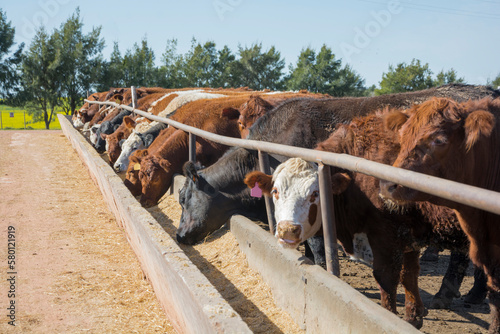 feedlot with Hereford and Angus cattle eating alfalfa