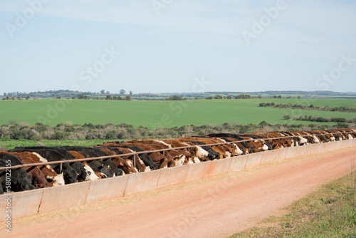 feedlot with Hereford and Angus cattle eating alfalfa