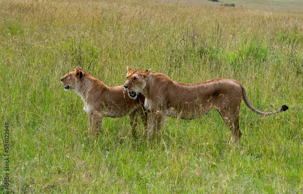 .Portrait of two lioness in Masai Mara, Kenya .Portrait of two lioness in Masai Mara, Kenya