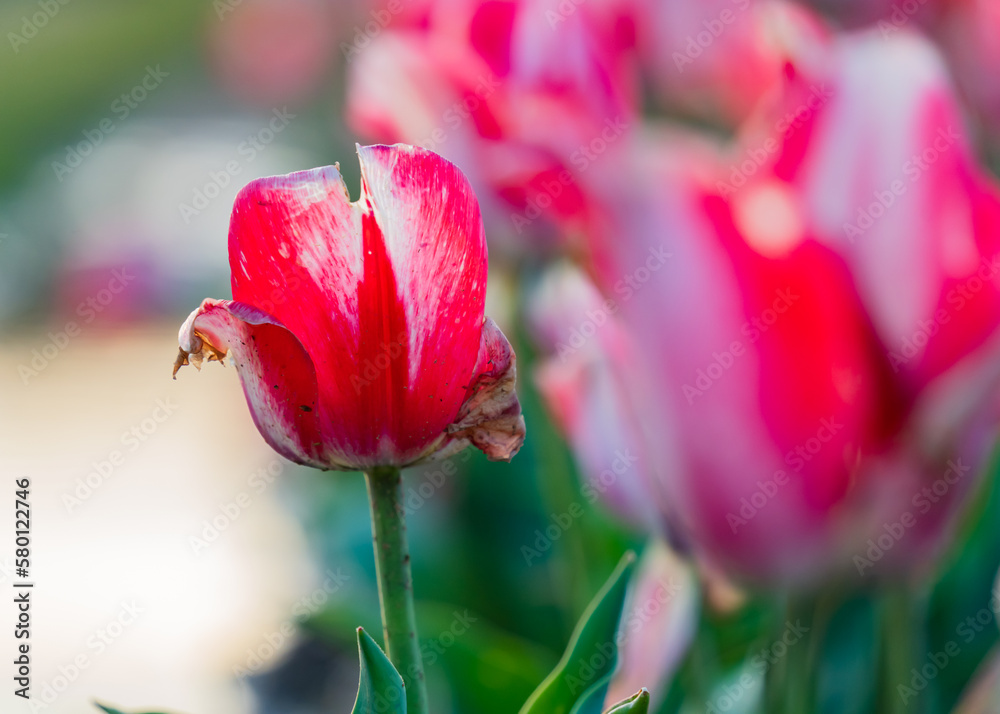 Vibrant and Colorful tulips on a spring sunset Vibrant and Colorful tulips on a spring sunset