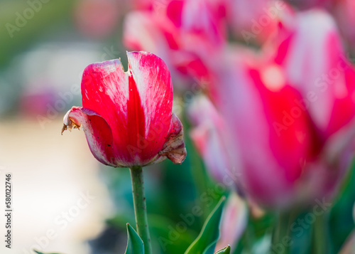 Vibrant and Colorful tulips on a spring sunset