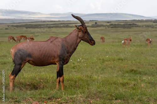 The rare tsessebe antelope (Damaliscus lunatus) in natural habitat