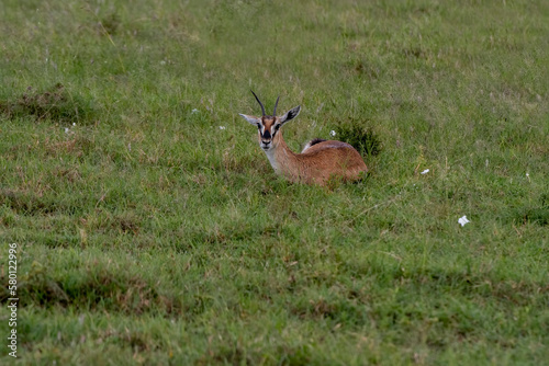  Linh d    ng Impalas in a Kenyan meadow