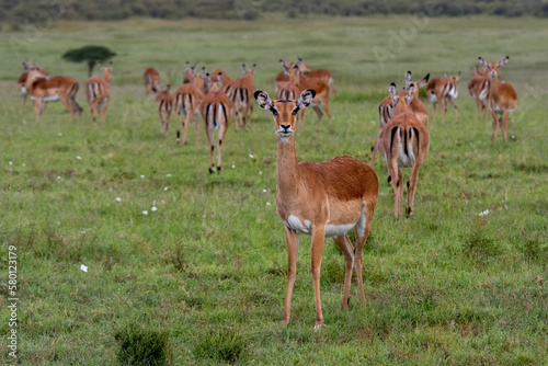  Linh dương Impalas in a Kenyan meadow