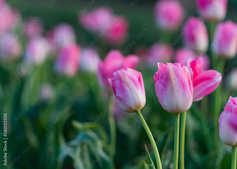 Vibrant and Colorful tulips on a spring sunset