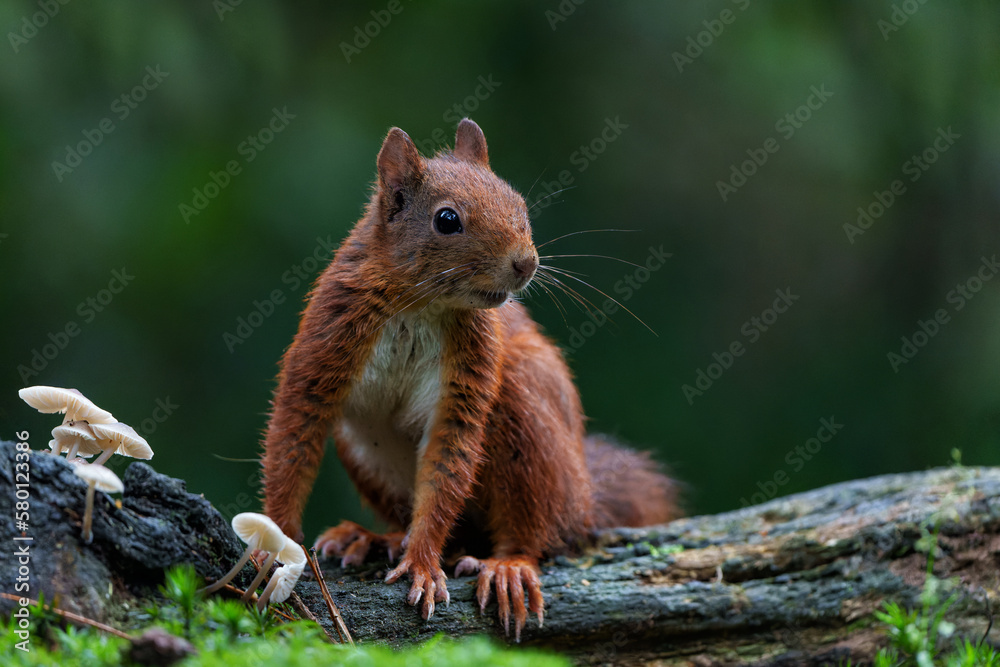 Obraz premium Eurasian red squirrel (Sciurus vulgaris) searching for food in the autumn in the forest in the South of the Netherlands. 