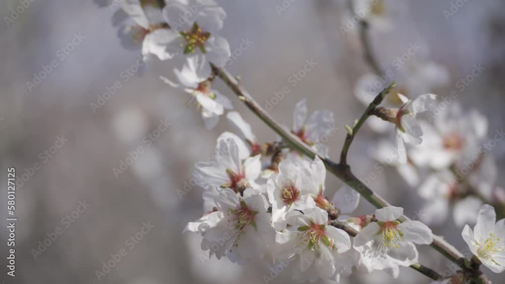 Almond blossoms. White pink flowers on the branches of flowering almond trees close-up. HLG Bt.2020 Almond blossoms. White pink flowers on the branches of flowering almond trees close-up. HLG Bt.2020