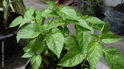 Wallpaper Mural Video of young chili tree growing in pot Torontodigital.ca