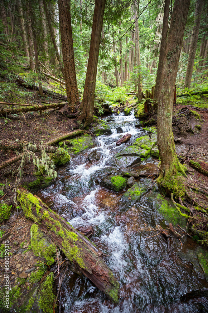 Creek in the forest Creek in the forest