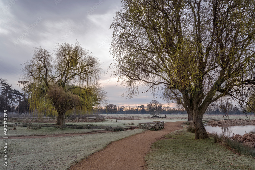 Walk between the ponds at dawn in Bushy Park