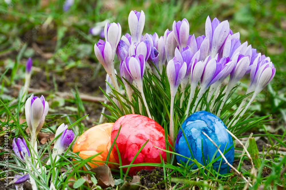 Easter eggs lying among the crocuses Easter eggs lying among the crocuses