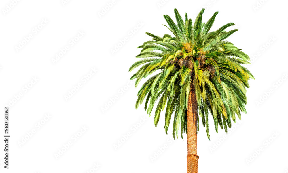 Fototapeta premium Isolated Palm Tree on White Background with Copy Space