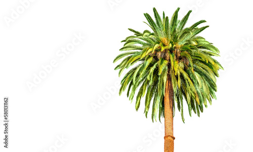 Isolated Palm Tree on White Background with Copy Space © Katie Chizhevskaya