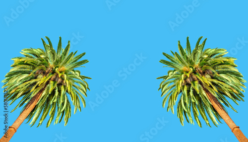 Two Towering Palm Trees on a Bright Blue Background
