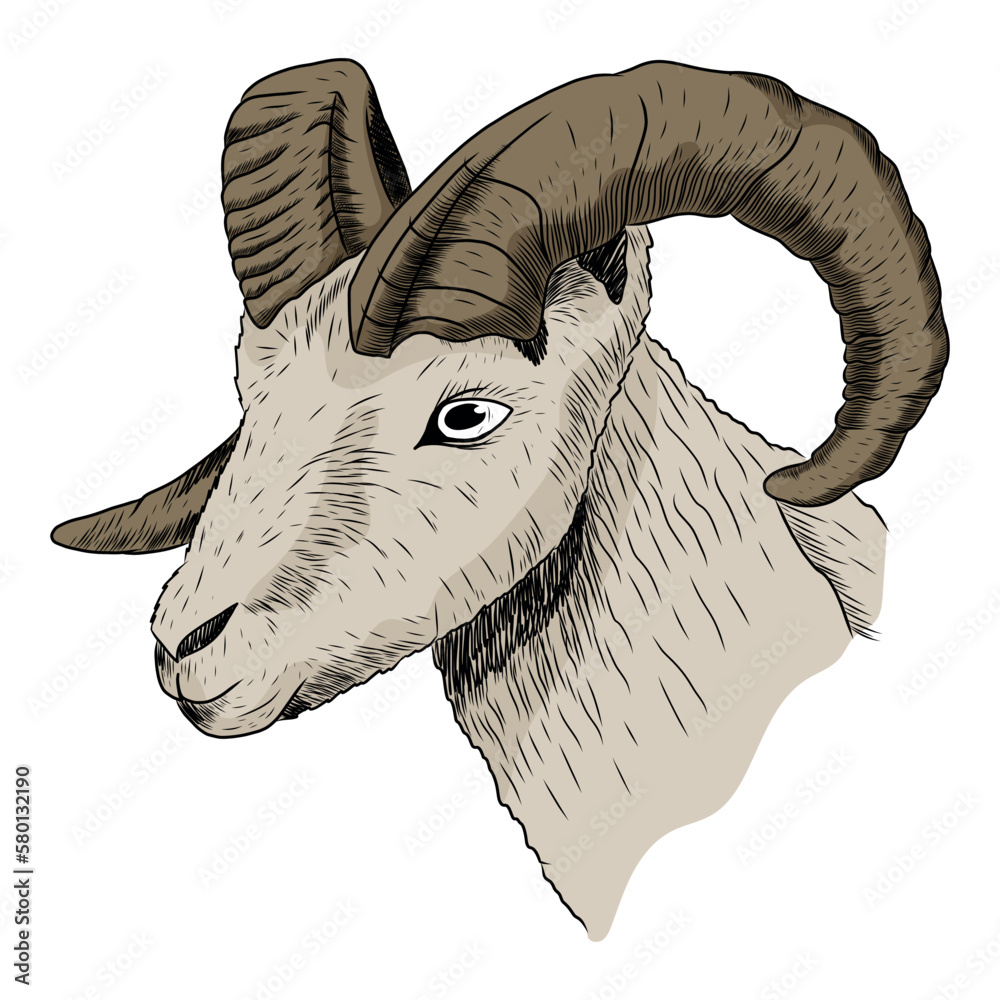 The head of a ram with twisted horns. Vector isolated sketch