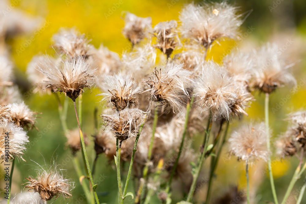 Cirsium arvense is a species of perennial plants of the thistle family of the aster. Autumn plants with seeds. Cirsium arvense is a species of perennial plants of the thistle family of the aster. Autumn plants with seeds.