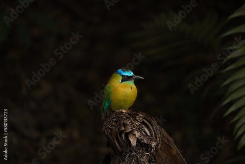turqoise browed motmot - on tree