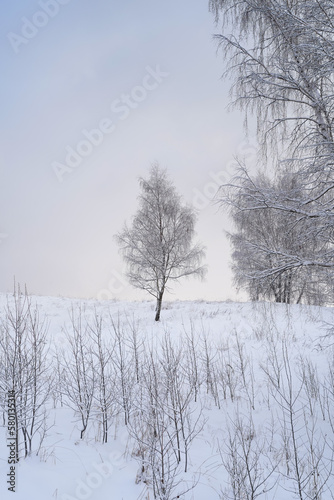 A single birch tree, covered in frost, grows on a white, snow-covered hill. View of the white field from below. 