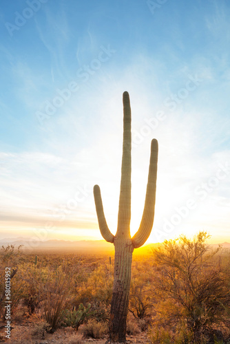 Saguaro photo