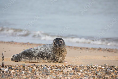 Grey Seal at Hosey Gap, Norfolk